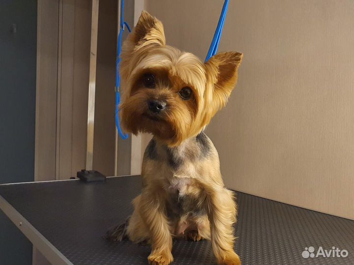 Груминг собак