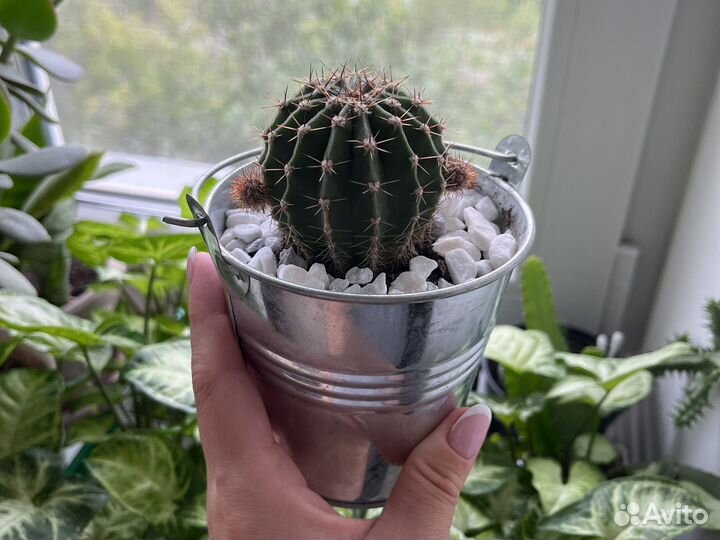 Кашпо с кактусом эхинопсис