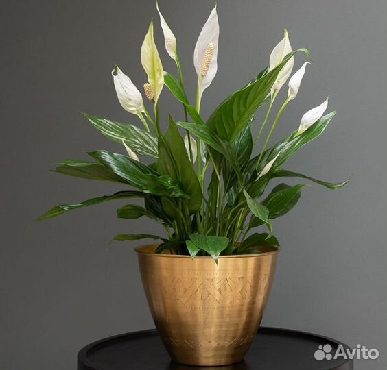 Комнатные цветы