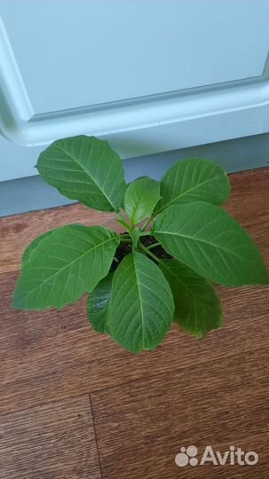 Бругмансия розовая