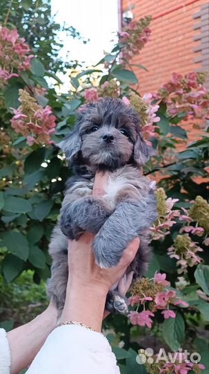 Мальтипу мальчики и девочки