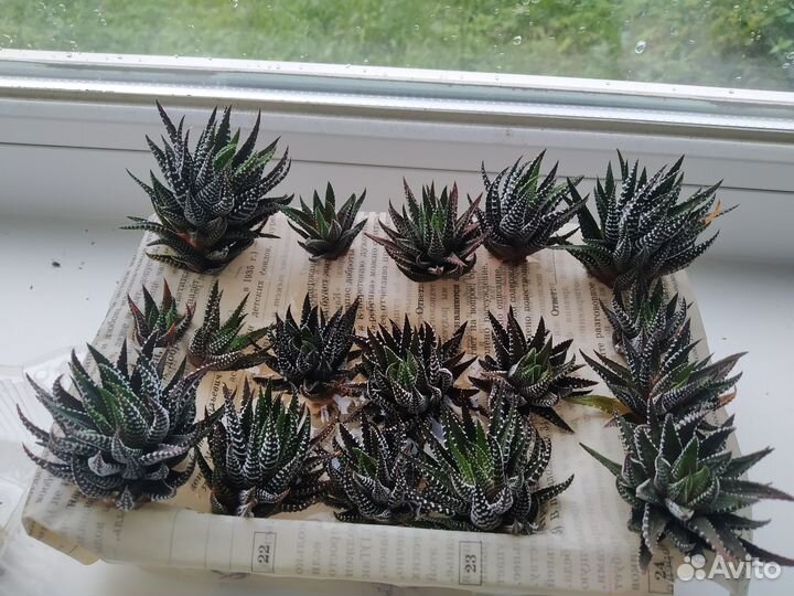 Суккуленты. Хавортия. Цветы. Растения