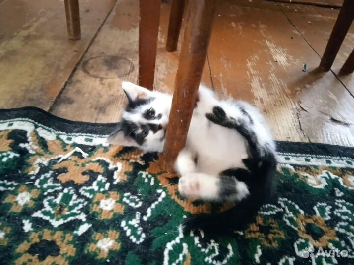 Котята в добрые руки бесплатно