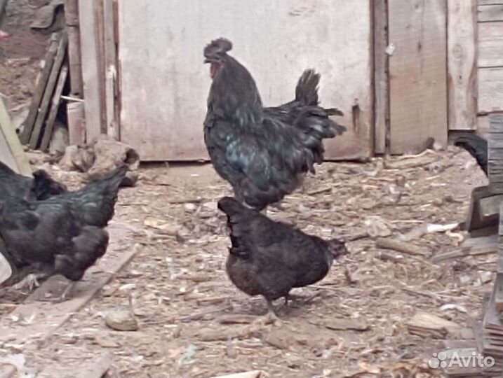 Инкубационное яйцо куриное ухейилюй