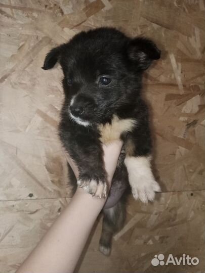 Щенки бесплатно