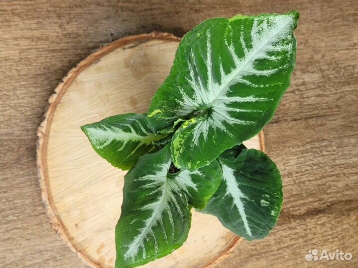 Сингониум яичница scrambled eggs