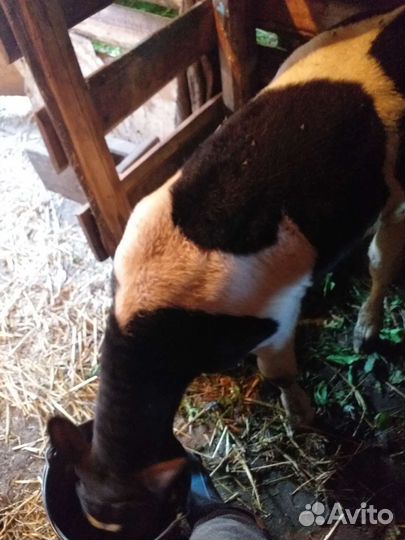 Теленок бычок,1 месяц