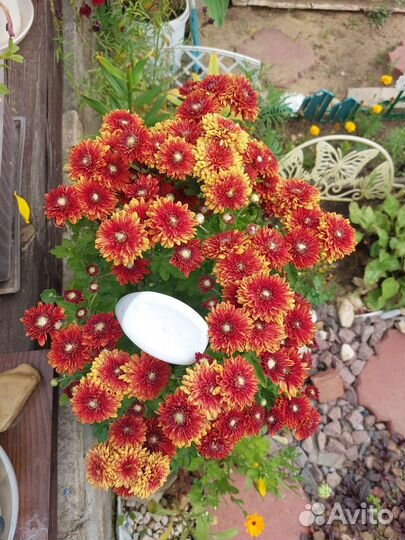 Хризантема корейская 3расцветки(цветёт)