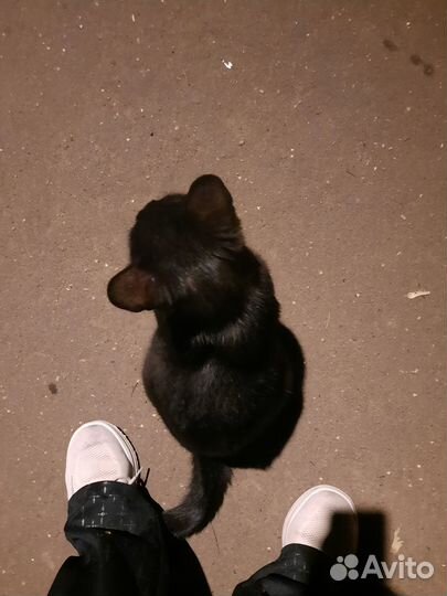 Котик Чарли ищет дом или передержку