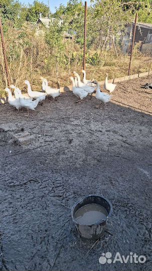 Продам гусей