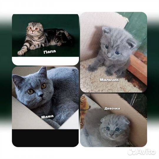 Британская