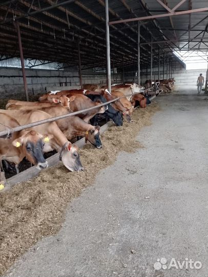 Коровы и телки