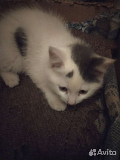 Котята бесплатно