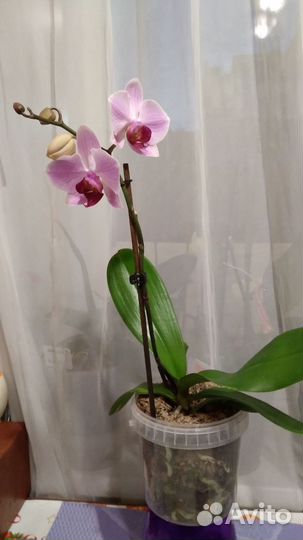 Орхидея фаленопсис
