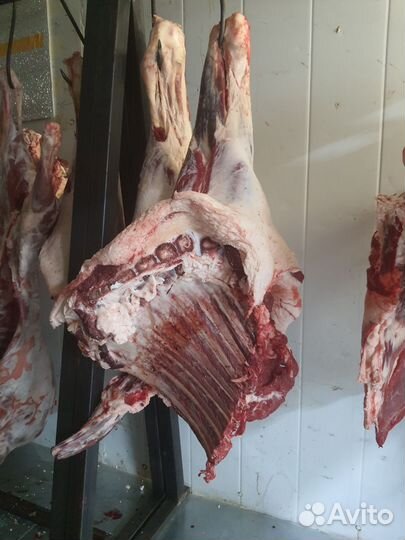 Мясо говядина домашняя телятина-быки свежее