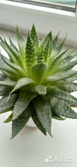 Суккулент Хавортия или Алоэ остистое – фаворит №1