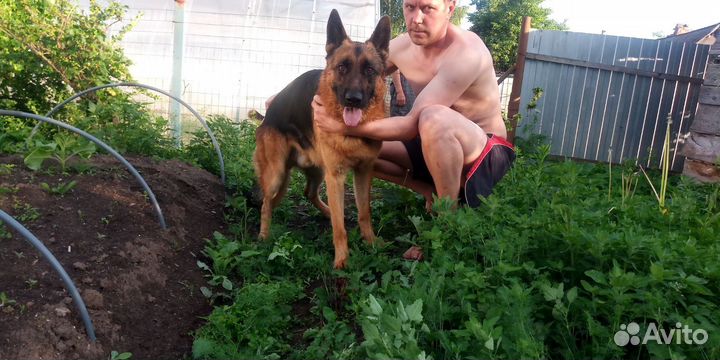 Щенки немецкой овчарки