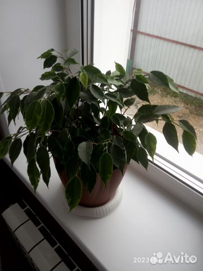 Бенджамина