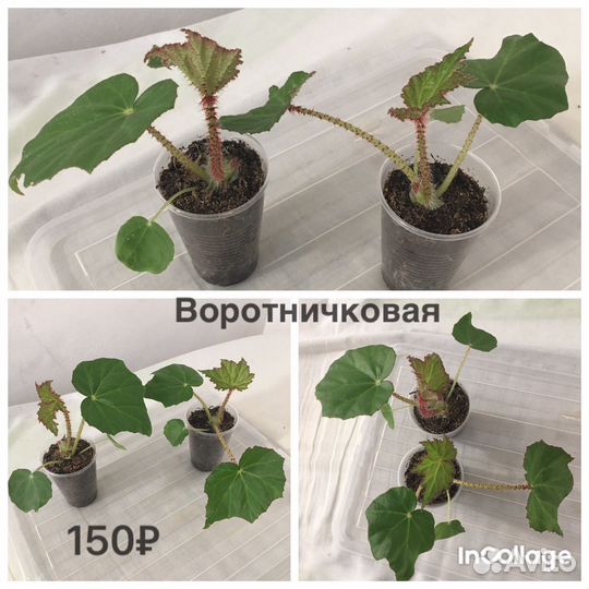 Бегонии сортовые