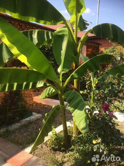 Банановая пальма