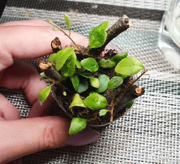 Растения для флорариума