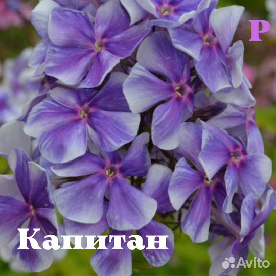 Дивей и другие синие флоксы (новинка)