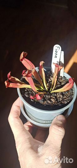 Саррацения