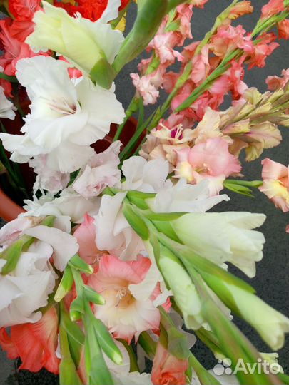 Гладиолусы, свежая срезка