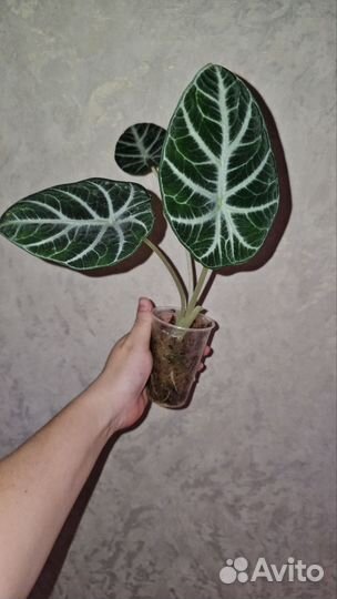 Алоказия Ниндзя, Ninja