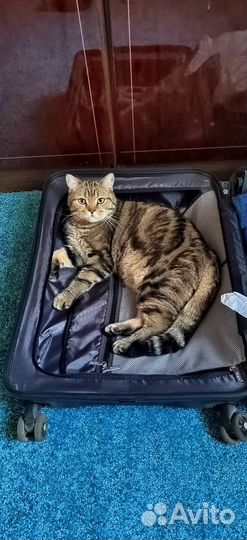 Передержка котов, котоняня