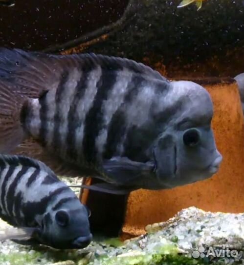 Аквариумные рыбы цихлиды