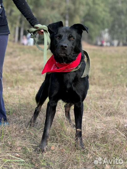 Несчастный одинокий пёсик из приют ждёт свою семью