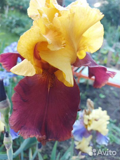 Ирисы бородатые сортовые