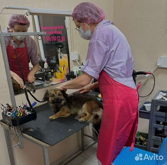 Моня метис пекинеса 1 год