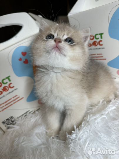 Британский котенок шиншилла голубое золото