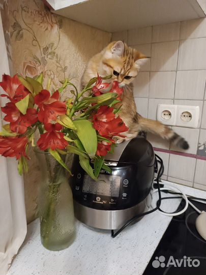 Отдам в добрые руки