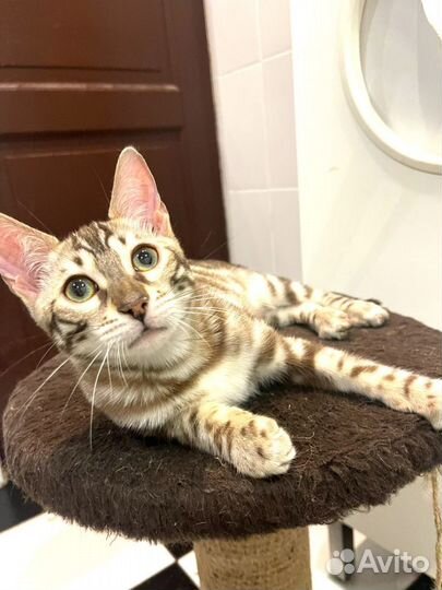 Бенгальские элитные котята с документами