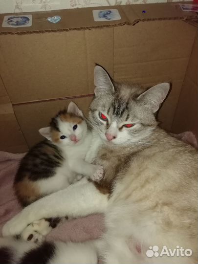 Котята ищут добрых хозяев. Родились 18 октября