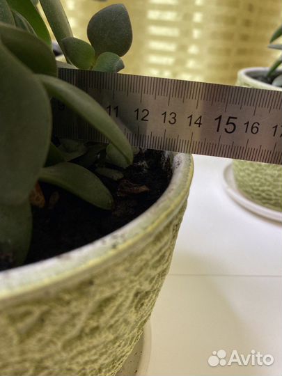 Денежное дерево толстянка в керамических горшках