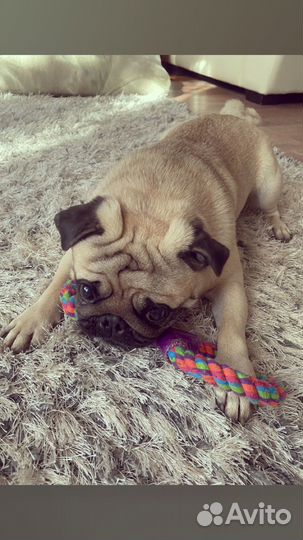 Мопс мальчик