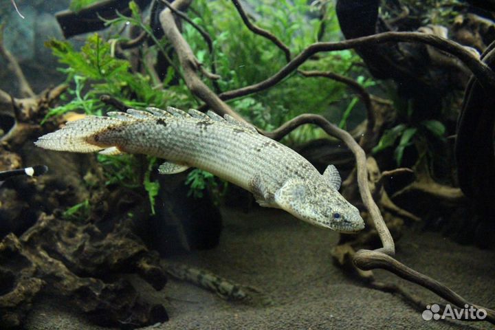 Аквариумные рыбки