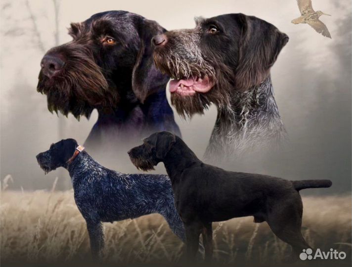Щенки немецкого дратхаара
