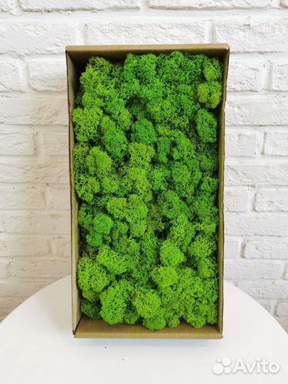 Стабилизированный мох