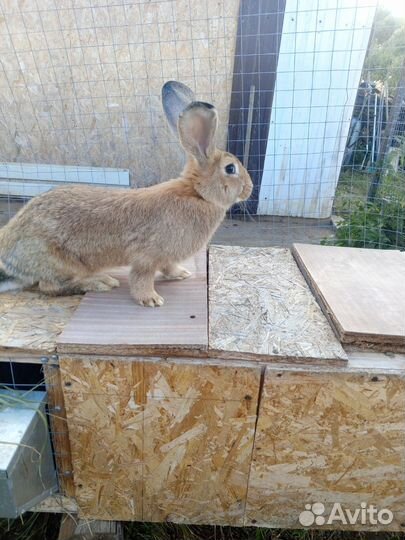 Кролики мясных пород великаны