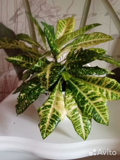 Комнатные домашние растения