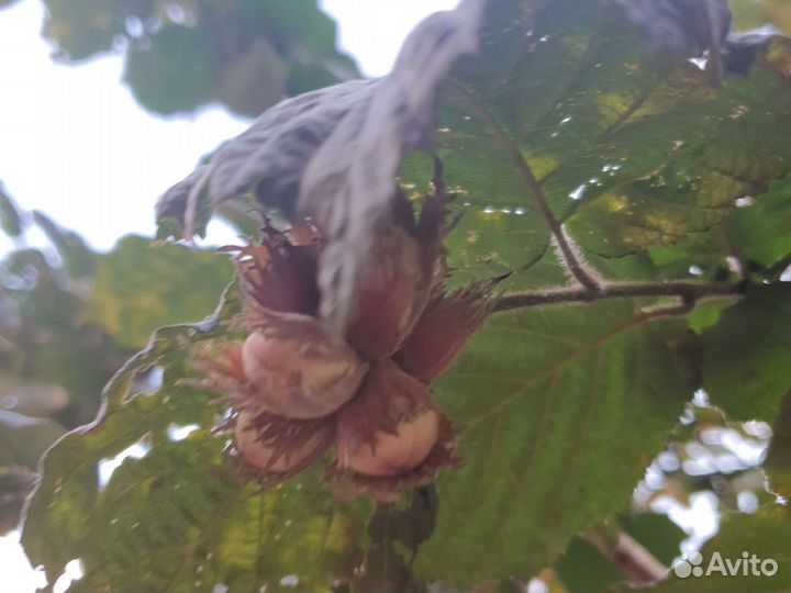 Дерево орех,продам