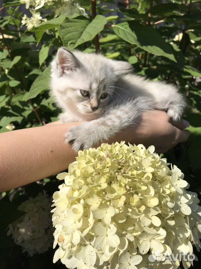 Котята, родились 3.08