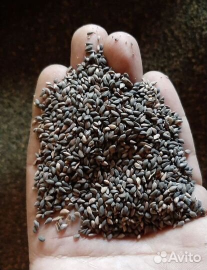 Семена ели обыкновенной