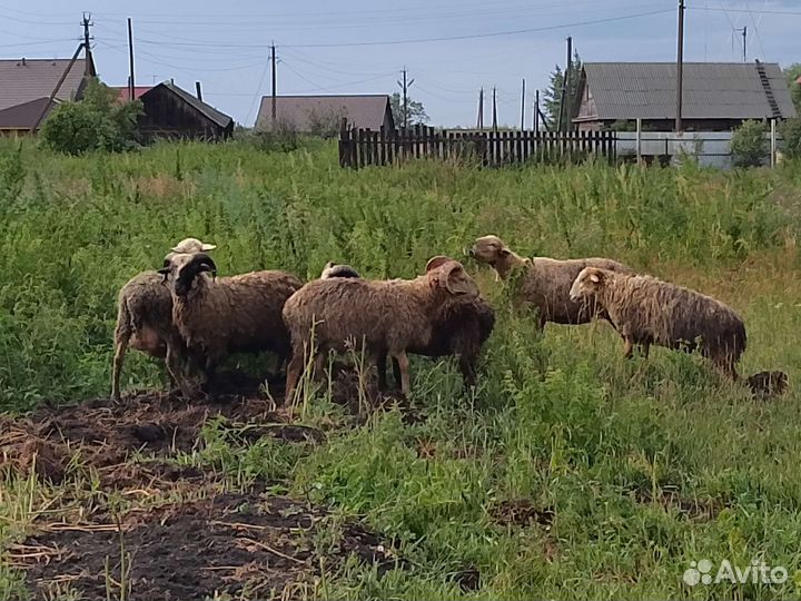 Овцы бараны
