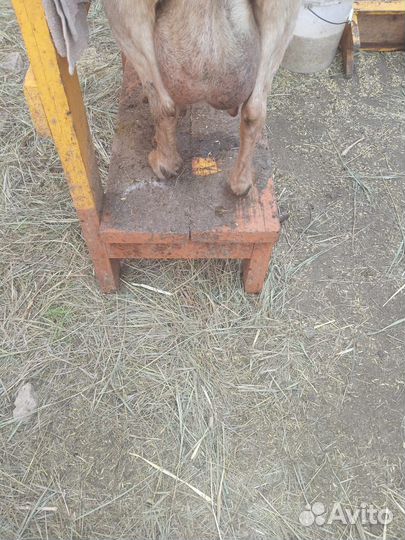 Высокоудойные альпийские козы распродаю